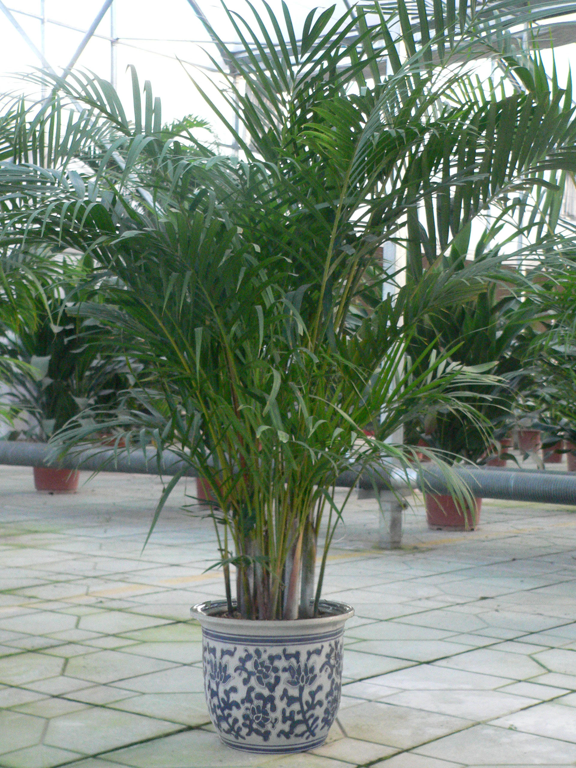 Chrysalidocarpus Lutescens Seed Areca Palm Butterfly Palm 